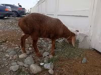 Owca, Arashan sheep — zdjęcie 3