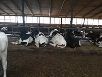 Kuh, Holstein-Rasse — Foto 4