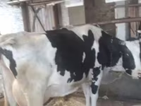 Krowa, Swiss cattle — zdjęcie 4