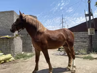 Caballo, Soviet Heavy draft — foto 5