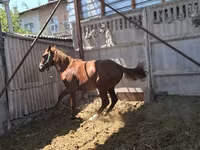 Koń, Arabian horse — zdjęcie 3