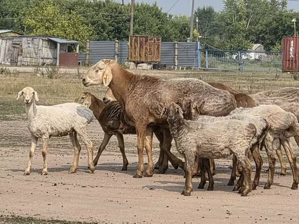 Baran, Hissar sheep
