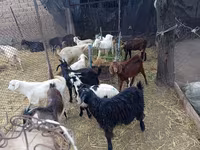 Kozioł, Pomellata goat — zdjęcie 2