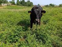 Byk, Czerwona krowa bezrogowa — zdjęcie 3