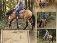Kobyła, Quarter Horse — zdjęcie 1