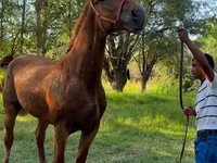 Kobyła, Skyros Pony — zdjęcie 2