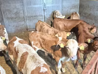 Bull, Cattle — photo 5