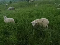 Baran, Edilbay sheep — zdjęcie 7