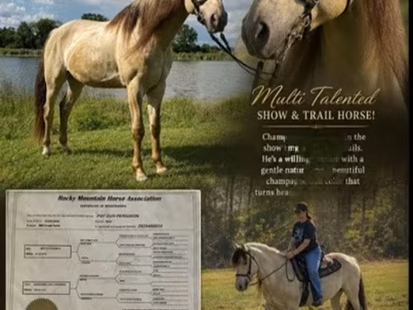 Koń, Rocky Mountain Horse