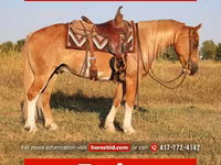 Koń, Gypsy horse — zdjęcie 1