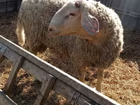 Baran, Assaf sheep — zdjęcie 3