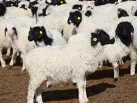 كبش, Precoce sheep — الصورة 4