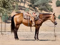 Horse (M), Quarter Horse — photo 6
