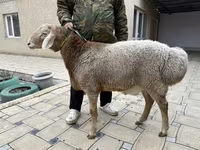 Ram, Sheep — photo 1