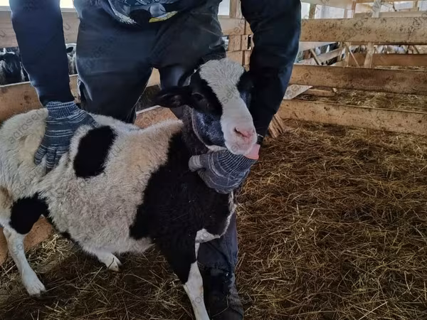 Baran, Baerchuke sheep