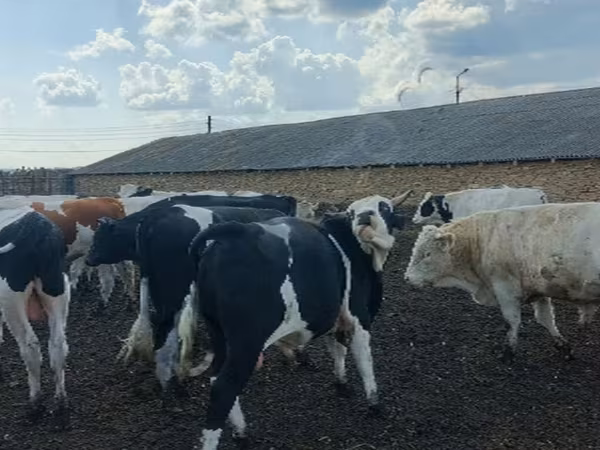 Byk, Russian Black pied cattle — Rosja