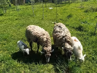 Widder, Katum sheep — Foto 3