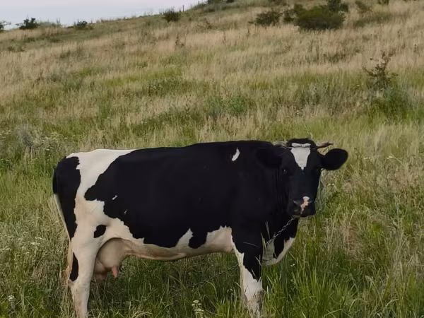 Cow, Holstein breed