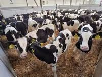 Byk, Bydło — zdjęcie 8