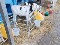 Bulle, Holstein-Rasse — Foto 8