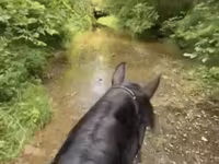 Kobyła, Przewalski's horse — zdjęcie 4