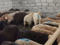 Sheep, Sheep — photo 2