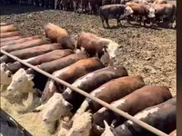Byk, Bydło — zdjęcie 1