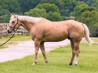 Koń, Quarter Horse — zdjęcie 2