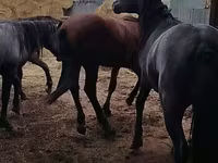 Caballo, Horse breed — foto 6