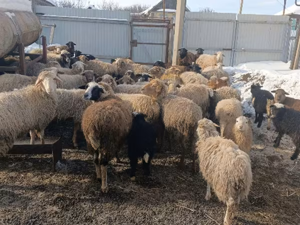Owca, Romanov sheep — Rosja