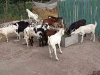 Kozioł, Pomellata goat — zdjęcie 4