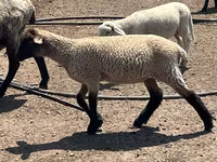 Widder, Hampshire sheep — Foto 3