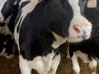 Bulle, Holstein-Rasse — Foto 5