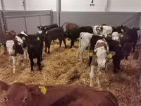 Byk, Bydło — zdjęcie 7