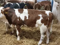 Bull, Simmental cattle — photo 2