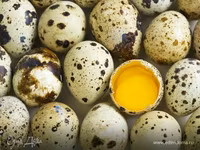 Chickens — zdjęcie 1