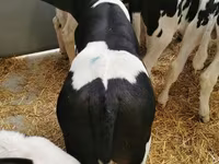 Byk, Bydło — zdjęcie 4