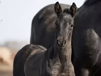 Koń, Trakehner — zdjęcie 3