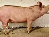 Säue, Schweine — Foto 6
