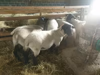 Owca, Baerchuke sheep — zdjęcie 1
