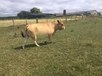 Krowa, Partenaise cattle — zdjęcie 3