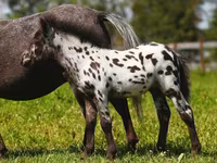 Kobyła, American shetland pony — zdjęcie 7