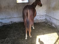 Hengst, Thoroughbred horse — Foto 1