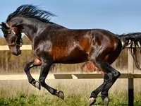 Mare, Horses — photo 3