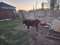 Bull, Alatau breed — photo 6