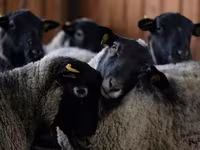 Baran, Edilbay sheep — zdjęcie 7