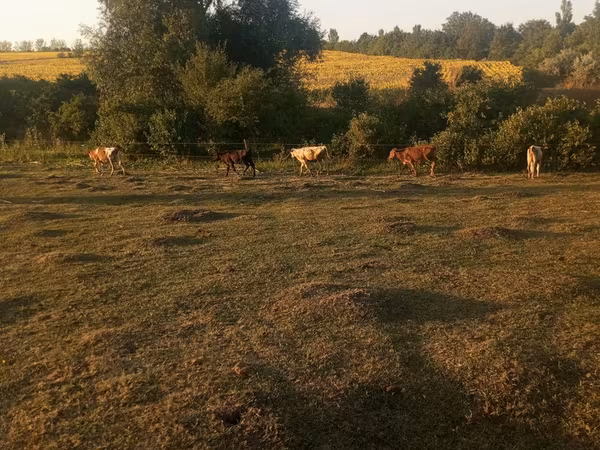 母牛, Cattle