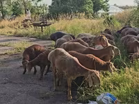 Ram, Arashan sheep — photo 4