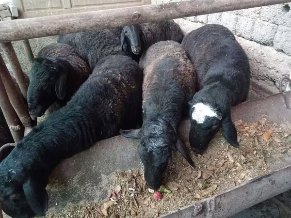 Ram, Rhon sheep