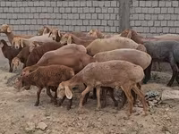 Ram, Arashan sheep — photo 2